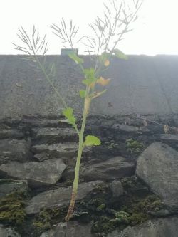 向阳而生的种子1